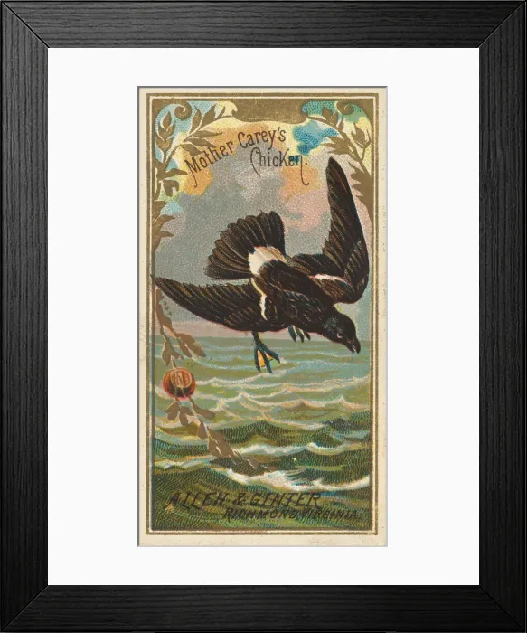 Framed Print : Mother Careys Chicken, from the Birds of America series (N4) for Allen & Framed Print : Mother Careys Chicken, from the Birds of America series (N4) for Allen &