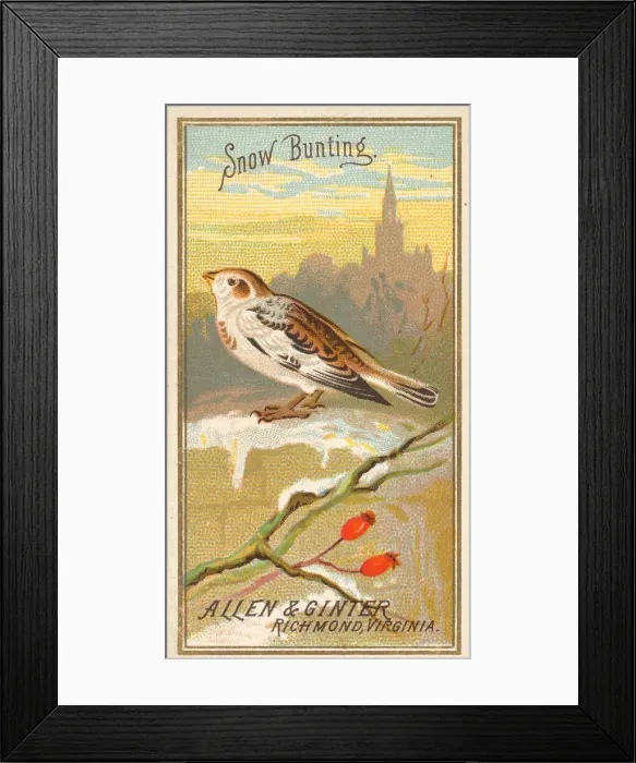 Framed Print : Snow Bunting, from the Birds of America series (N4) for Allen & Framed Print : Snow Bunting, from the Birds of America series (N4) for Allen &