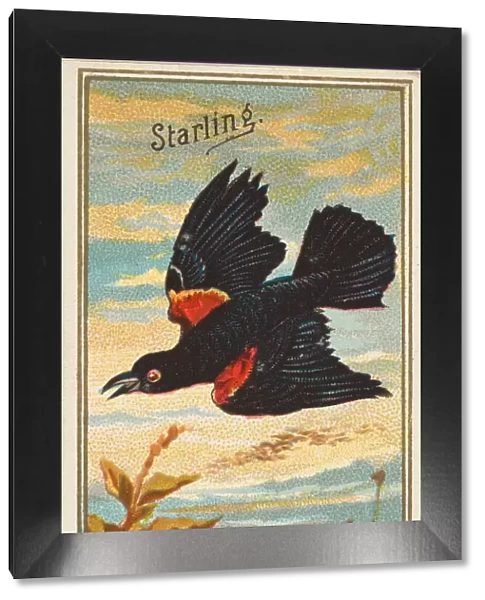 Starling, from the Birds of America series (N4) for Allen & Ginter Cigarettes Brands