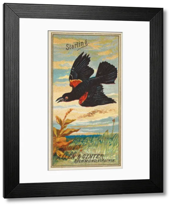 Framed Print : Starling, from the Birds of America series (N4) for Allen & Ginter Cigarettes Brands Framed Print : Starling, from the Birds of America series (N4) for Allen & Ginter Cigarettes Brands