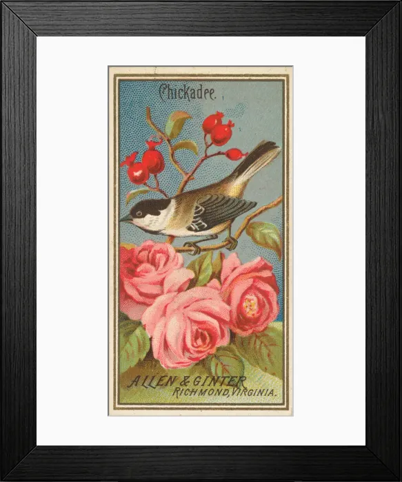 Framed Print : Chickadee, from the Birds of America series (N4) for Allen & Ginter Cigarettes Brands Framed Print : Chickadee, from the Birds of America series (N4) for Allen & Ginter Cigarettes Brands