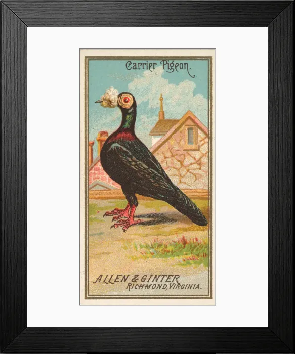 Framed Print : Carrier Pigeon, from the Birds of America series (N4) for Allen & Framed Print : Carrier Pigeon, from the Birds of America series (N4) for Allen &