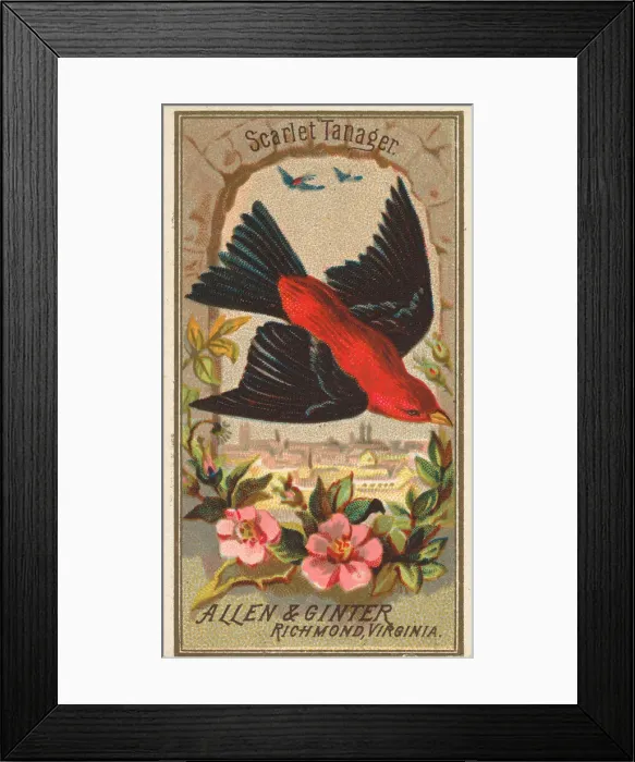 Framed Print : Scarlet Tanager, from the Birds of America series (N4) for Allen & Framed Print : Scarlet Tanager, from the Birds of America series (N4) for Allen &