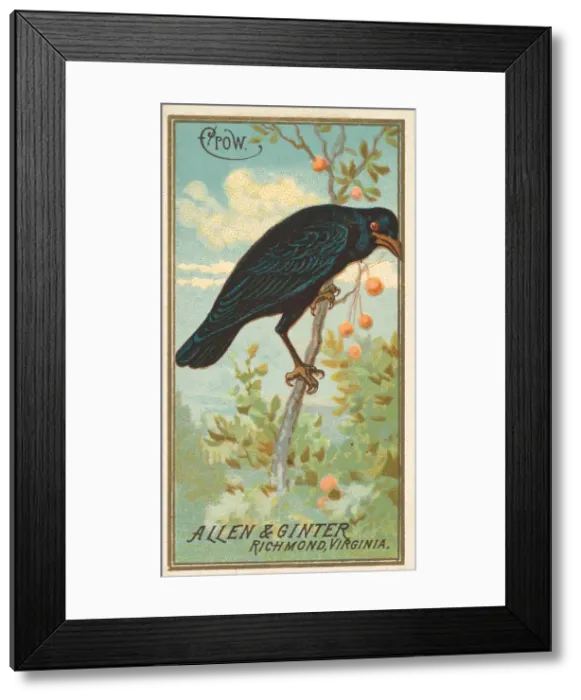 Framed Print : Crow, from the Birds of America series (N4) for Allen & Ginter Cigarettes Brands Framed Print : Crow, from the Birds of America series (N4) for Allen & Ginter Cigarettes Brands