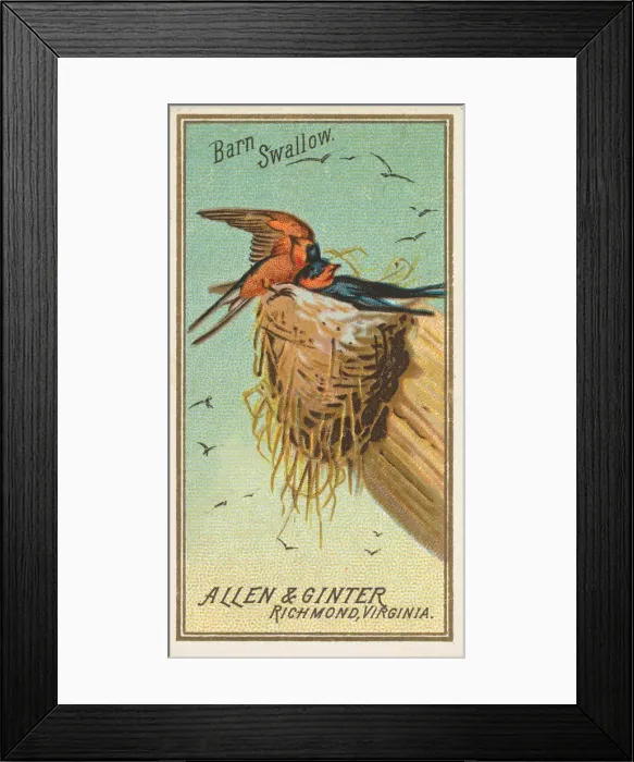 Framed Print : Barn Swallow, from the Birds of America series (N4) for Allen &amp