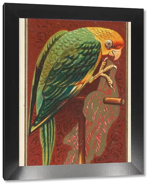 Carolina Parrot, from the Birds of America series (N4) for Allen &