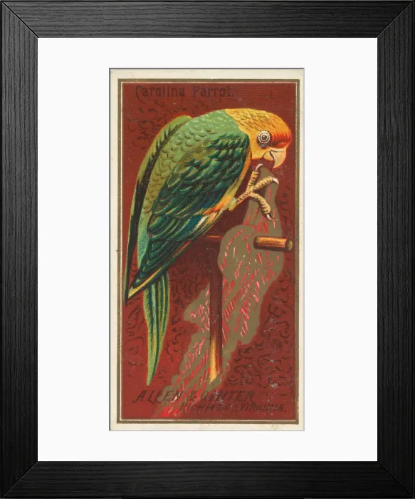 Framed Print : Carolina Parrot, from the Birds of America series (N4) for Allen & Framed Print : Carolina Parrot, from the Birds of America series (N4) for Allen &