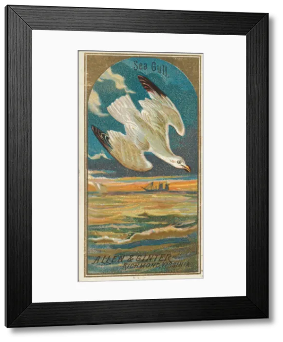 Framed Print : Seagull, from the Birds of America series (N4) for Allen & Ginter Cigarettes Brands Framed Print : Seagull, from the Birds of America series (N4) for Allen & Ginter Cigarettes Brands