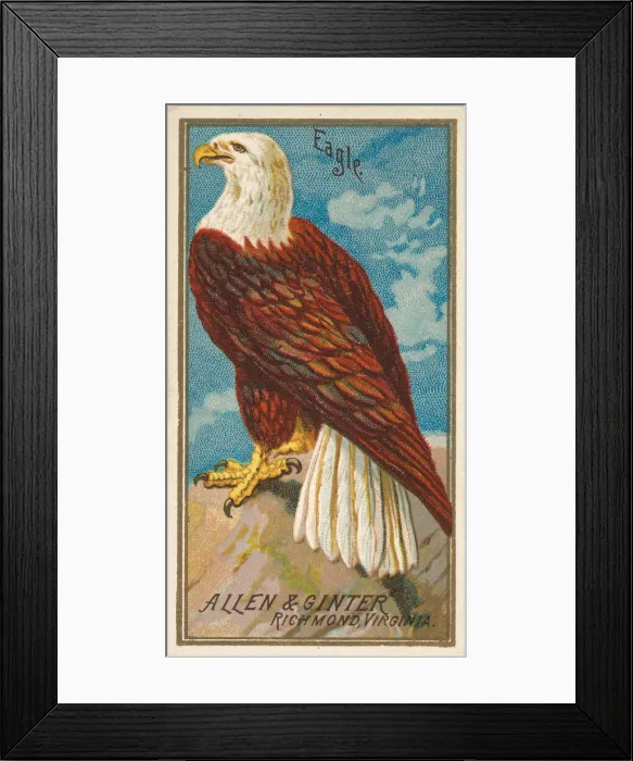 Framed Print : Eagle, from the Birds of America series (N4) for Allen & Ginter Cigarettes Brands Framed Print : Eagle, from the Birds of America series (N4) for Allen & Ginter Cigarettes Brands