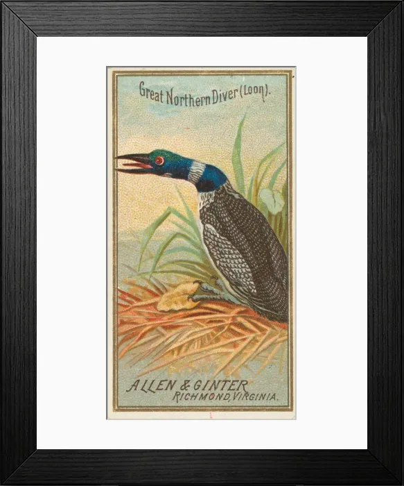 Framed Print : Great Northern Diver (Loon), from the Birds of America series (N4) for Allen & Framed Print : Great Northern Diver (Loon), from the Birds of America series (N4) for Allen &