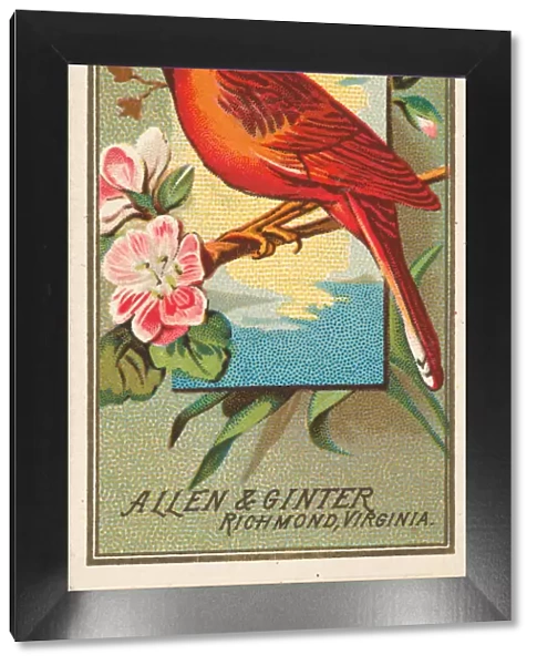 Cardinal Grosbeak, from the Birds of America series (N4) for Allen &