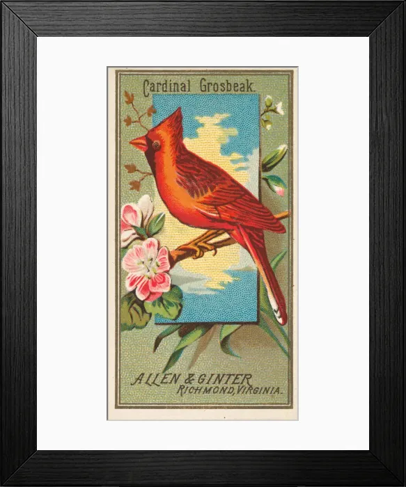Framed Print : Cardinal Grosbeak, from the Birds of America series (N4) for Allen & Framed Print : Cardinal Grosbeak, from the Birds of America series (N4) for Allen &