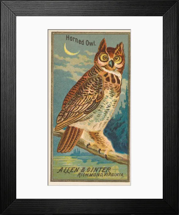 Framed Print : Horned Owl, from the Birds of America series (N4) for Allen & Framed Print : Horned Owl, from the Birds of America series (N4) for Allen &
