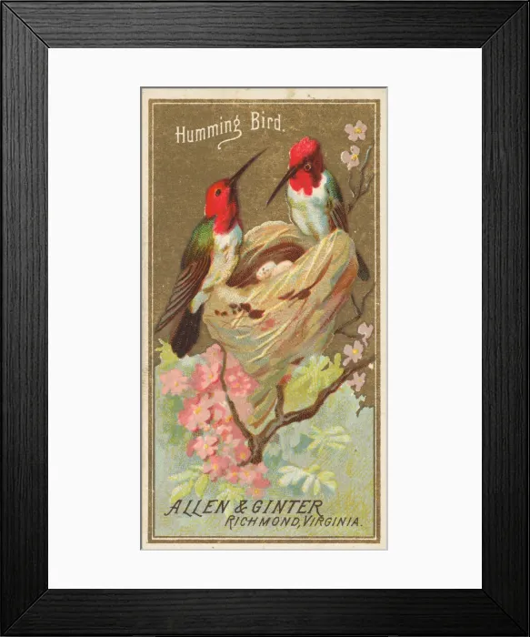 Framed Print : Hummingbird, from the Birds of America series (N4) for Allen & Framed Print : Hummingbird, from the Birds of America series (N4) for Allen &