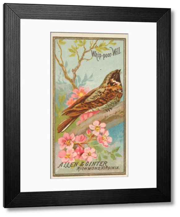 Framed Print : Whip-poor-Will, from the Birds of America series (N4) for Allen & Framed Print : Whip-poor-Will, from the Birds of America series (N4) for Allen &