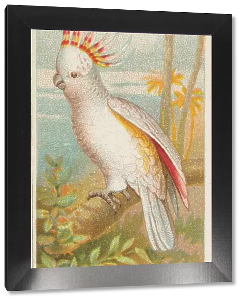 Tri-colored Cockatoo, from the Birds of the Tropics series (N5) for Allen &