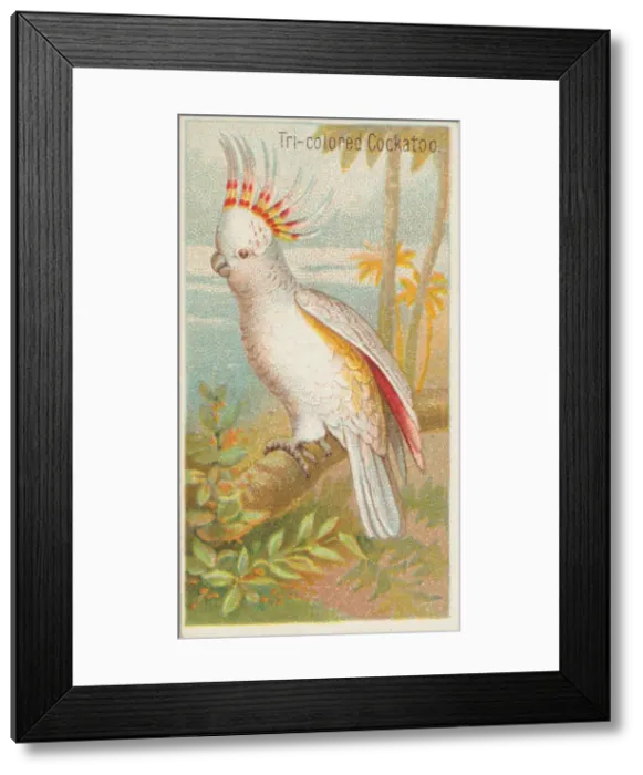 Framed Print : Tri-colored Cockatoo, from the Birds of the Tropics series (N5) for Allen & Framed Print : Tri-colored Cockatoo, from the Birds of the Tropics series (N5) for Allen &