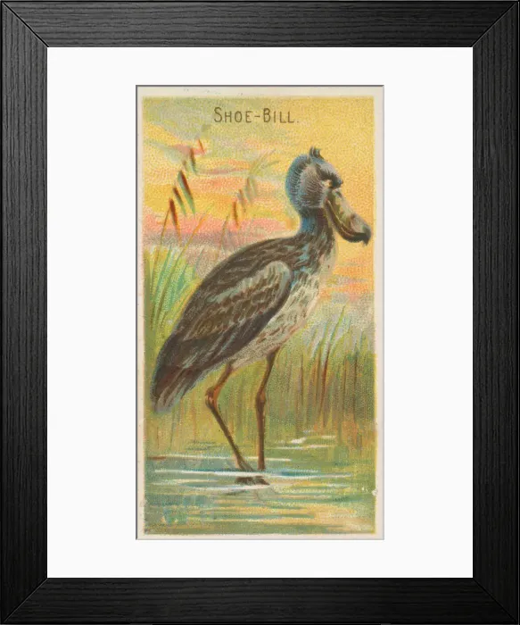 Framed Print : Shoe-Bill, from the Birds of the Tropics series (N5) for Allen & Framed Print : Shoe-Bill, from the Birds of the Tropics series (N5) for Allen &