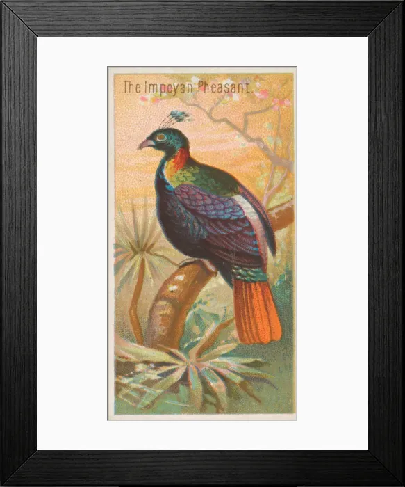 Framed Print : The Impeyan Pheasant, from the Birds of the Tropics series (N5) for Allen & Framed Print : The Impeyan Pheasant, from the Birds of the Tropics series (N5) for Allen &