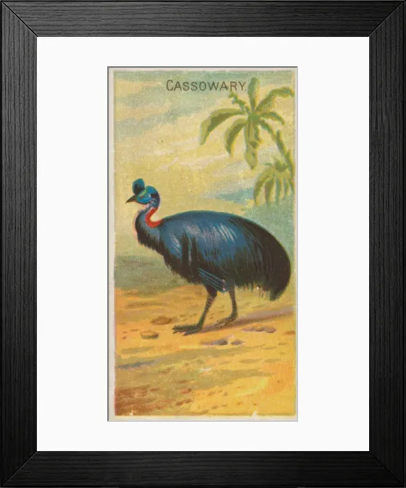 Framed Print : Cassowary, from the Birds of the Tropics series (N5) for Allen &amp