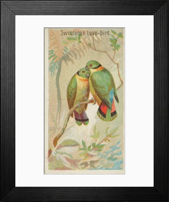 Framed Print : Swinderns Love-Bird, from the Birds of the Tropics series (N5) for Allen &amp