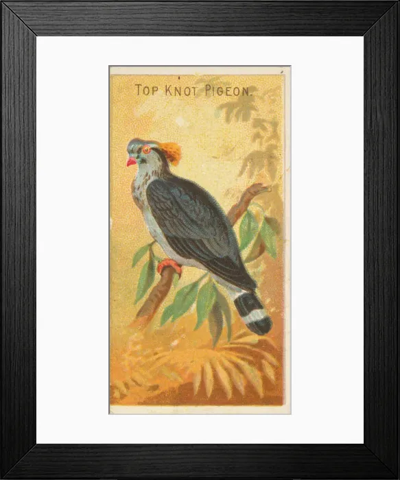 Framed Print : Top Knot Pigeon, from the Birds of the Tropics series (N5) for Allen & Framed Print : Top Knot Pigeon, from the Birds of the Tropics series (N5) for Allen &