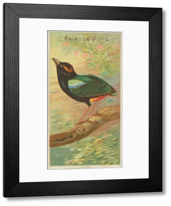 Framed Print : Rainbow Pitta, from the Birds of the Tropics series (N5) for Allen & Framed Print : Rainbow Pitta, from the Birds of the Tropics series (N5) for Allen &