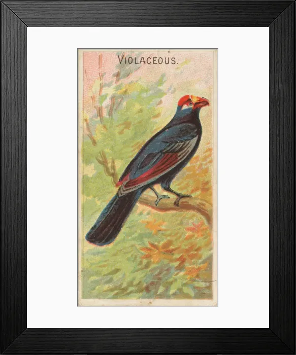 Framed Print : Violaceous, from the Birds of the Tropics series (N5) for Allen & Framed Print : Violaceous, from the Birds of the Tropics series (N5) for Allen &
