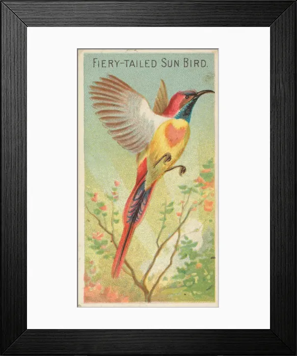 Framed Print : Fiery-Tailed Sun Bird, from the Birds of the Tropics series (N5) for Allen & Framed Print : Fiery-Tailed Sun Bird, from the Birds of the Tropics series (N5) for Allen &