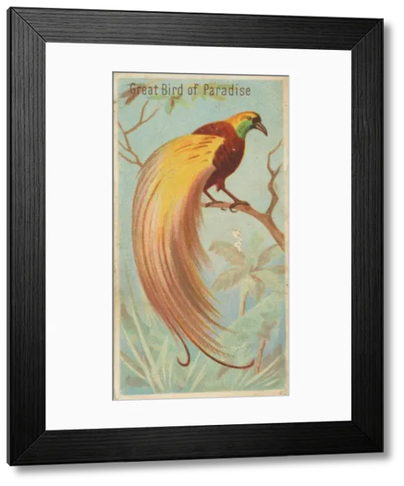 Framed Print : Great Bird of Paradise, from the Birds of the Tropics series (N5) for Allen & Framed Print : Great Bird of Paradise, from the Birds of the Tropics series (N5) for Allen &