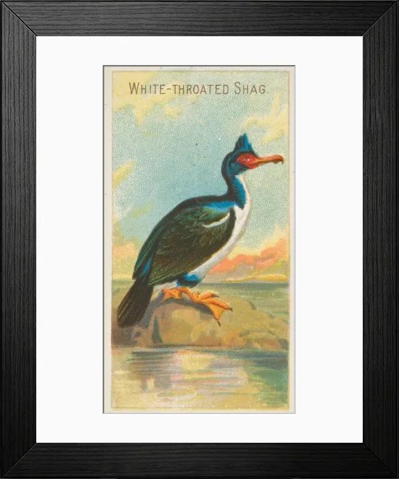 Framed Print : White-Throated Shag, from the Birds of the Tropics series (N5) for Allen & Framed Print : White-Throated Shag, from the Birds of the Tropics series (N5) for Allen &