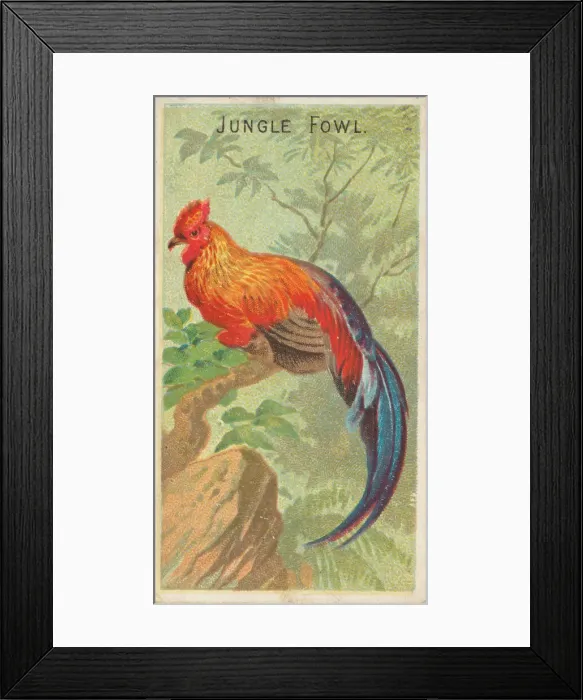 Framed Print : Jungle Fowl, from the Birds of the Tropics series (N5) for Allen & Framed Print : Jungle Fowl, from the Birds of the Tropics series (N5) for Allen &