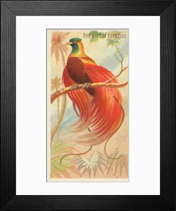 Framed Print : Red Bird of Paradise, from the Birds of the Tropics series (N5) for Allen & Framed Print : Red Bird of Paradise, from the Birds of the Tropics series (N5) for Allen &