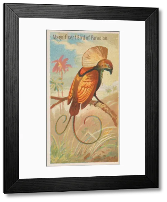 Framed Print : Magnificent Bird of Paradise, from the Birds of the Tropics series (N5) for Allen & Framed Print : Magnificent Bird of Paradise, from the Birds of the Tropics series (N5) for Allen &