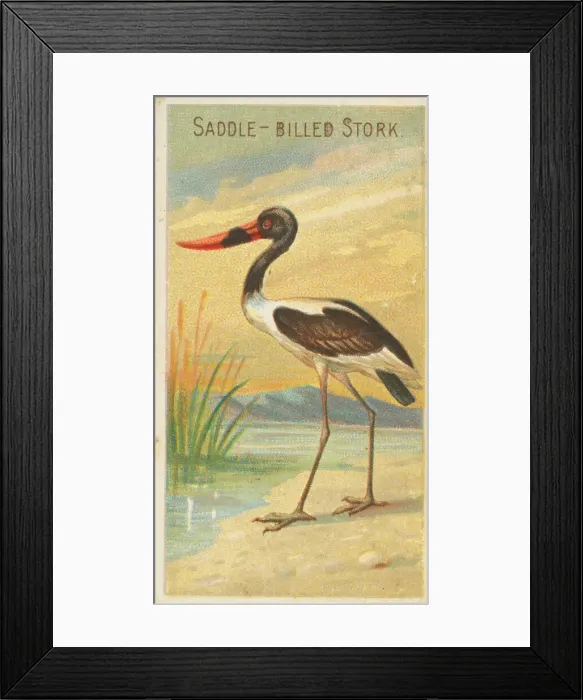 Framed Print : Saddle-Billed Stork, from the Birds of the Tropics series (N5) for Allen & Framed Print : Saddle-Billed Stork, from the Birds of the Tropics series (N5) for Allen &