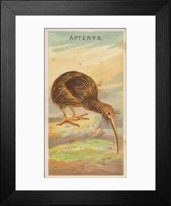 Framed Print : Apteryx, from the Birds of the Tropics series (N5) for Allen & Framed Print : Apteryx, from the Birds of the Tropics series (N5) for Allen &