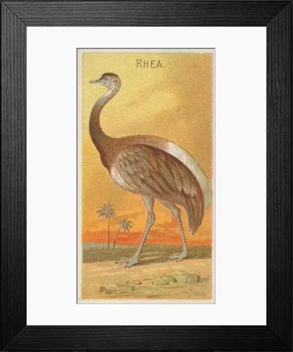 Framed Print : Rhea, from the Birds of the Tropics series (N5) for Allen & Ginter Cigarettes Brands