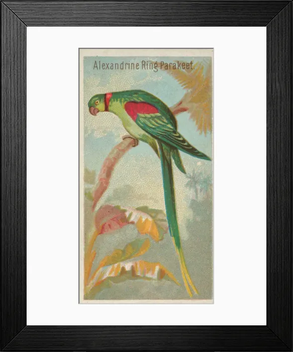 Framed Print : Alexandrine Ring Parakeet, from the Birds of the Tropics series (N5) for Allen & Framed Print : Alexandrine Ring Parakeet, from the Birds of the Tropics series (N5) for Allen &
