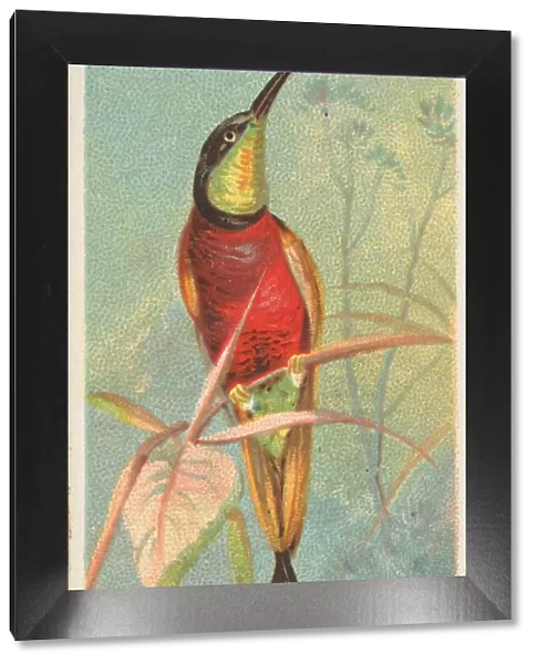 Crimson Topaz, from the Birds of the Tropics series (N5) for Allen &