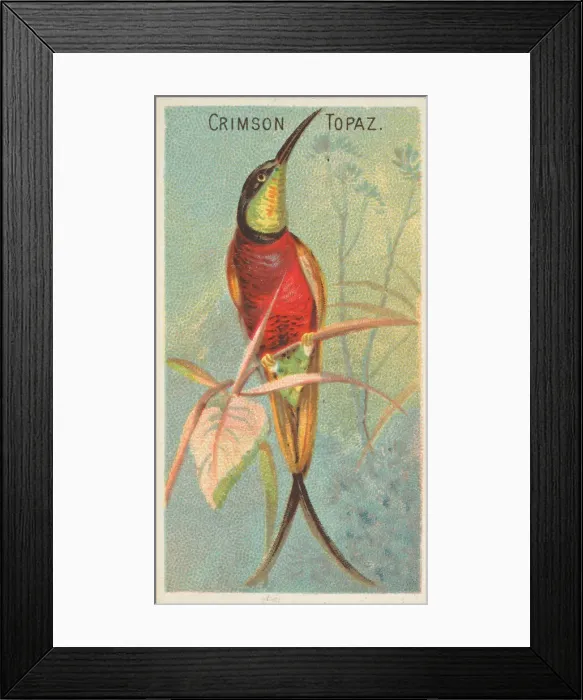 Framed Print : Crimson Topaz, from the Birds of the Tropics series (N5) for Allen & Framed Print : Crimson Topaz, from the Birds of the Tropics series (N5) for Allen &