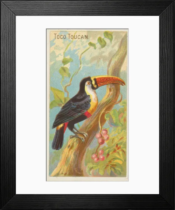 Framed Print : Toco Toucan, from the Birds of the Tropics series (N5) for Allen & Framed Print : Toco Toucan, from the Birds of the Tropics series (N5) for Allen &