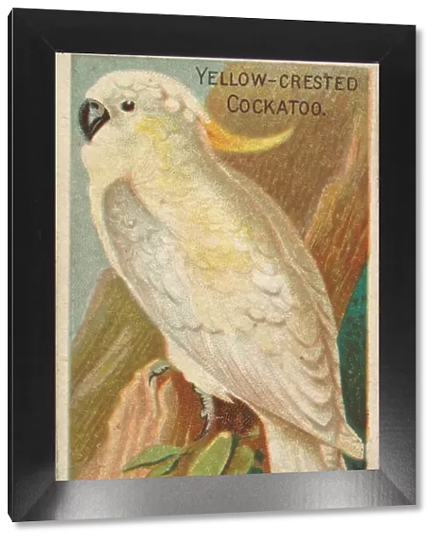 Yellow-Crested Cockatoo, from the Birds of the Tropics series (N5) for Allen &