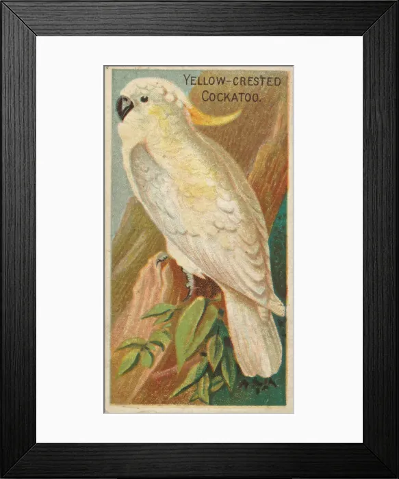 Framed Print : Yellow-Crested Cockatoo, from the Birds of the Tropics series (N5) for Allen & Framed Print : Yellow-Crested Cockatoo, from the Birds of the Tropics series (N5) for Allen &