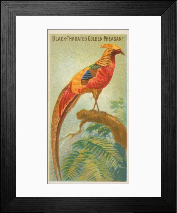 Framed Print : Black-Throated Golden Pheasant, from the Birds of the Tropics series (N5) for Allen & Framed Print : Black-Throated Golden Pheasant, from the Birds of the Tropics series (N5) for Allen &
