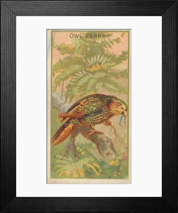 Framed Print : Owl Parrot, from the Birds of the Tropics series (N5) for Allen & Framed Print : Owl Parrot, from the Birds of the Tropics series (N5) for Allen &