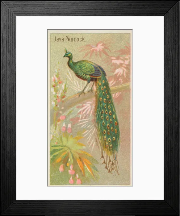 Framed Print : Java Peacock, from the Birds of the Tropics series (N5) for Allen & Framed Print : Java Peacock, from the Birds of the Tropics series (N5) for Allen &