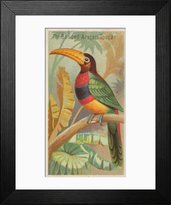 Framed Print : The Banded Aracari Toucan, from the Birds of the Tropics series (N5) for Allen & Framed Print : The Banded Aracari Toucan, from the Birds of the Tropics series (N5) for Allen &