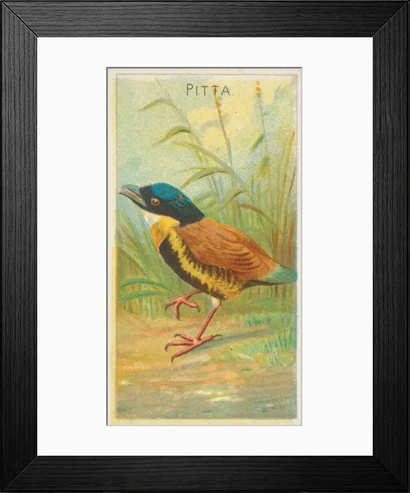 Framed Print : Pitta, from the Birds of the Tropics series (N5) for Allen & Ginter Cigarettes Brands Framed Print : Pitta, from the Birds of the Tropics series (N5) for Allen & Ginter Cigarettes Brands