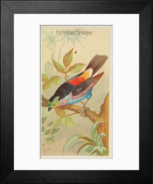 Framed Print : Paradise Tanager, from the Birds of the Tropics series (N5) for Allen & Framed Print : Paradise Tanager, from the Birds of the Tropics series (N5) for Allen &