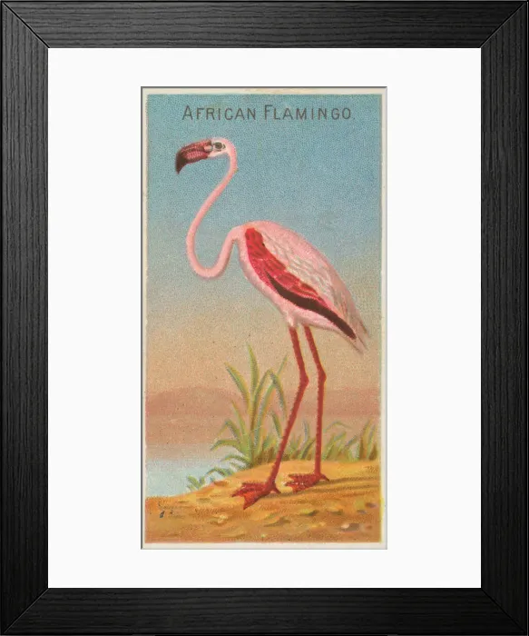 Framed Print : African Flamingo, from the Birds of the Tropics series (N5) for Allen & Framed Print : African Flamingo, from the Birds of the Tropics series (N5) for Allen &